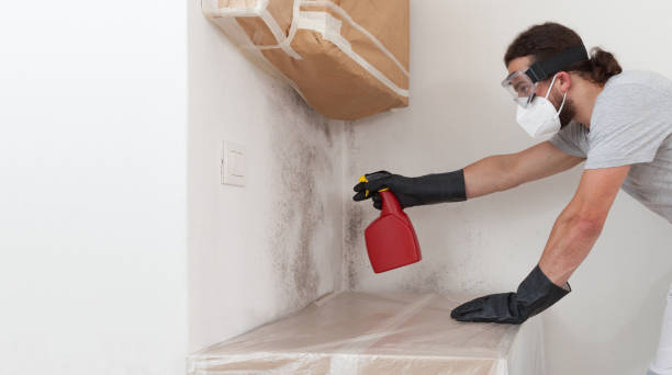 Professional Black Mold Removal technician working in New Paris, PA